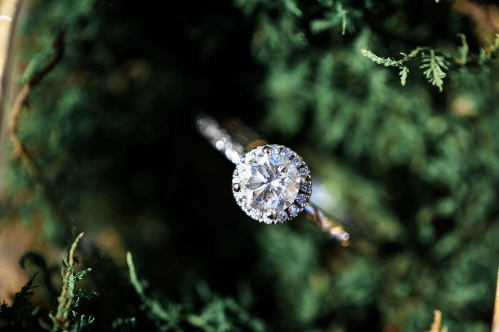 Round halo engagement ring resting in evergreen foliage
